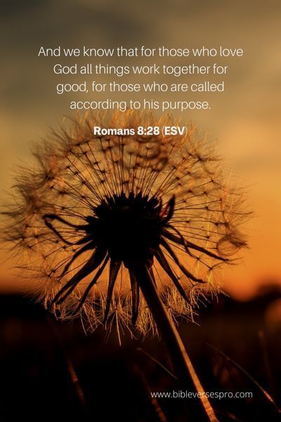 Romans 8_28 (ESV) 