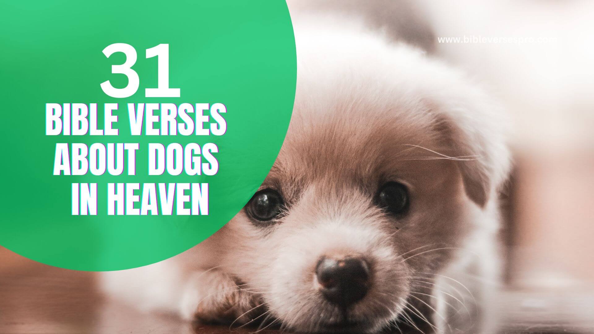 Bible Verses About Dogs In Heaven