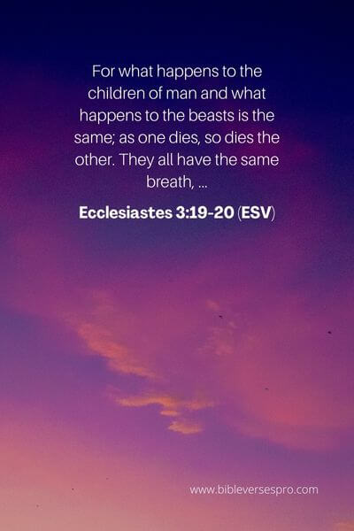 Ecclesiastes 3_19-20 (ESV)