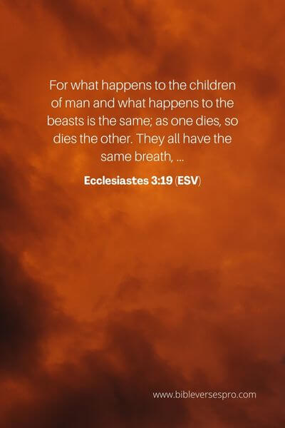 Ecclesiastes 3_19 (ESV)