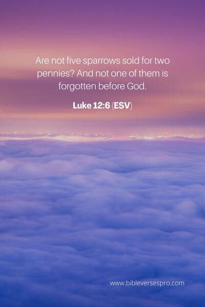 Luke 12_6 (ESV)