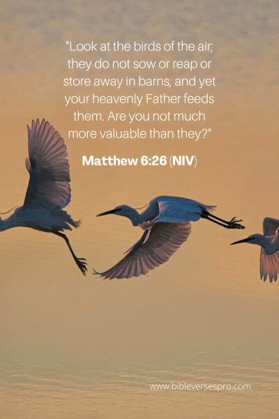 Matthew 6_26 (NIV)