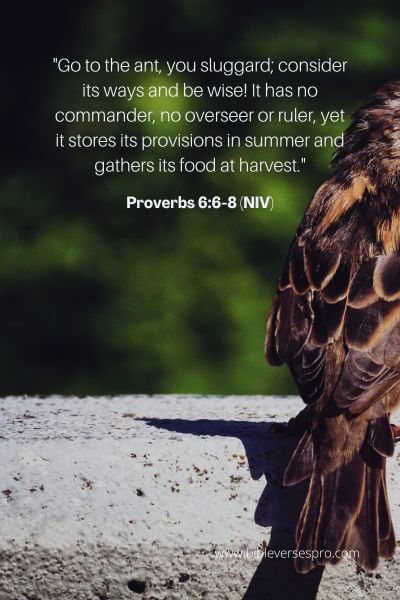 Proverbs 6_6-8 (NIV)