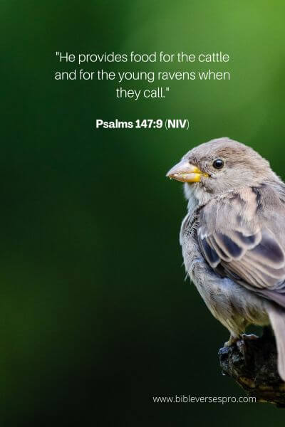 Psalms 147_9 (NIV)
