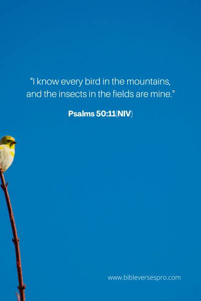 Psalms 50_11(NIV)