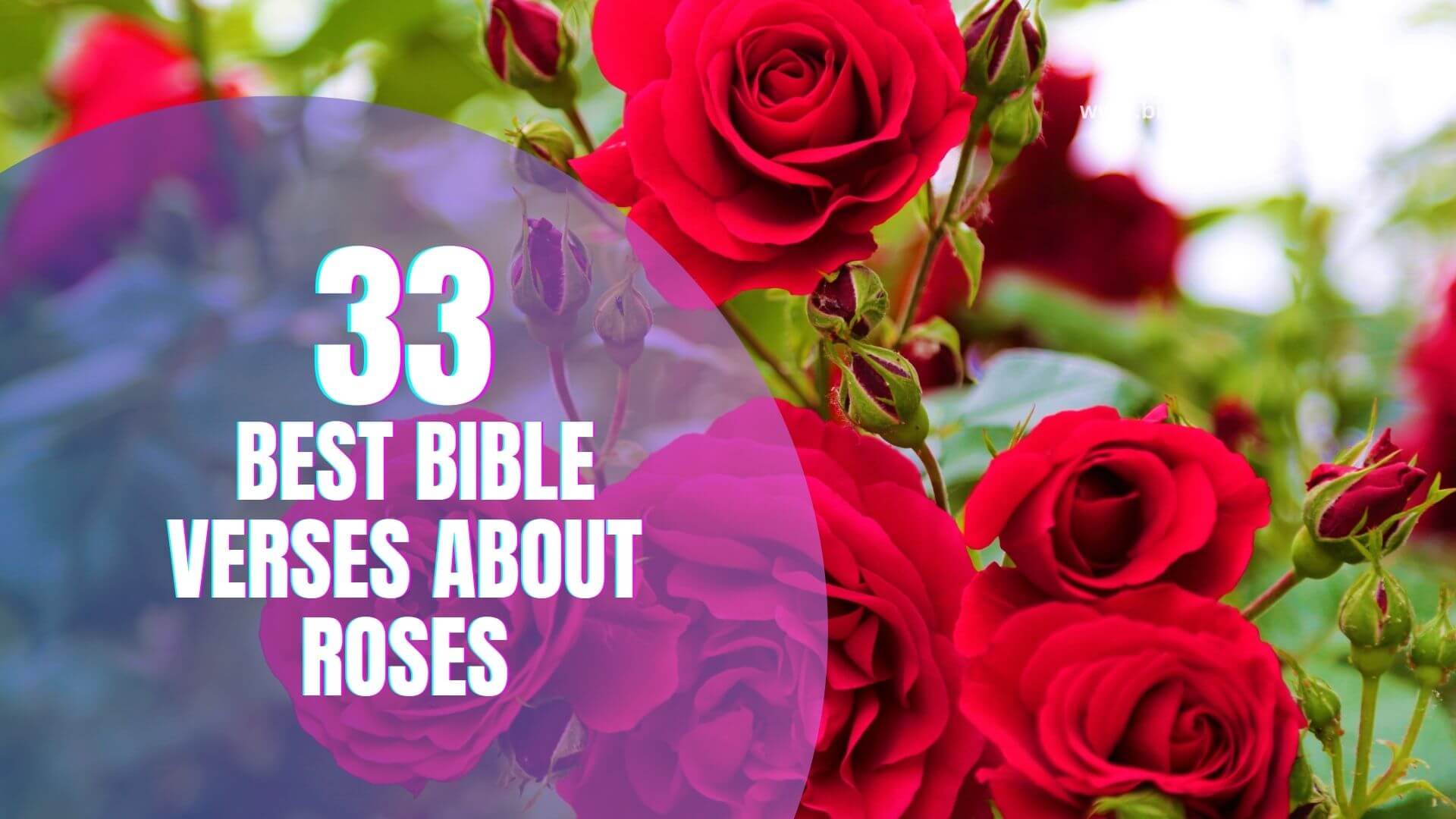 _Best Bible Verses About Roses (1)