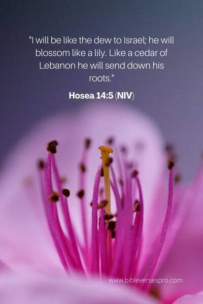 Hosea 14_5 (Niv)