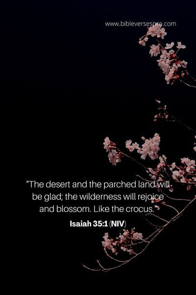 Isaiah 35_1 (Niv)