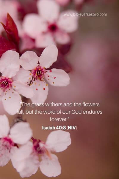 Isaiah 40_8 (NIV)