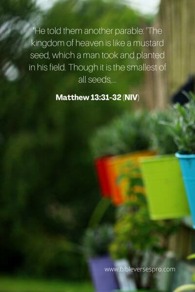 Matthew 13_31-32 (NIV)